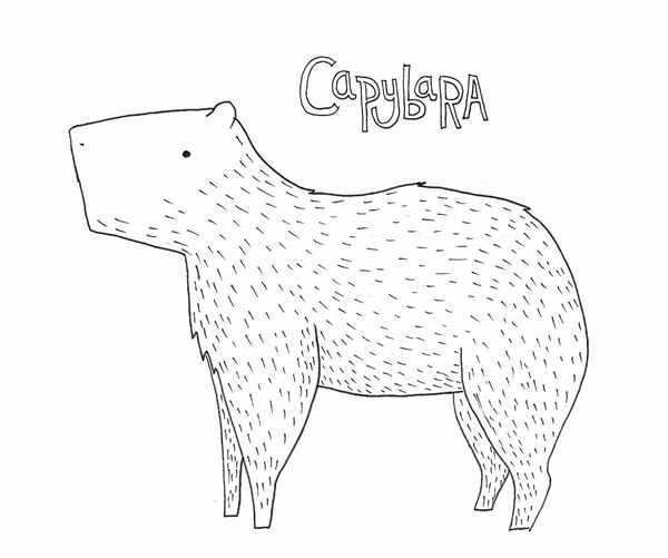 Капибара