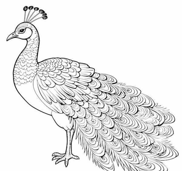 {Peacock Clipart}