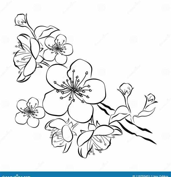 Рододендрон Даурский раскраска