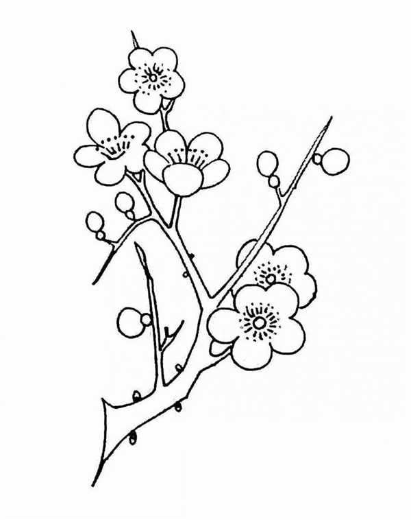 Рисунки цветов для срисовки