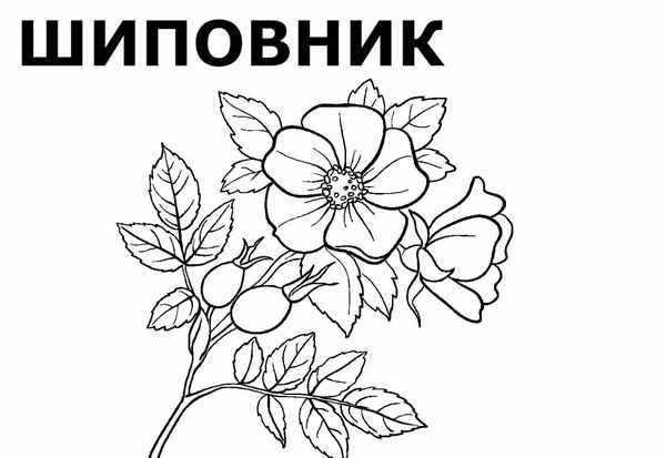 Сирень раскраска