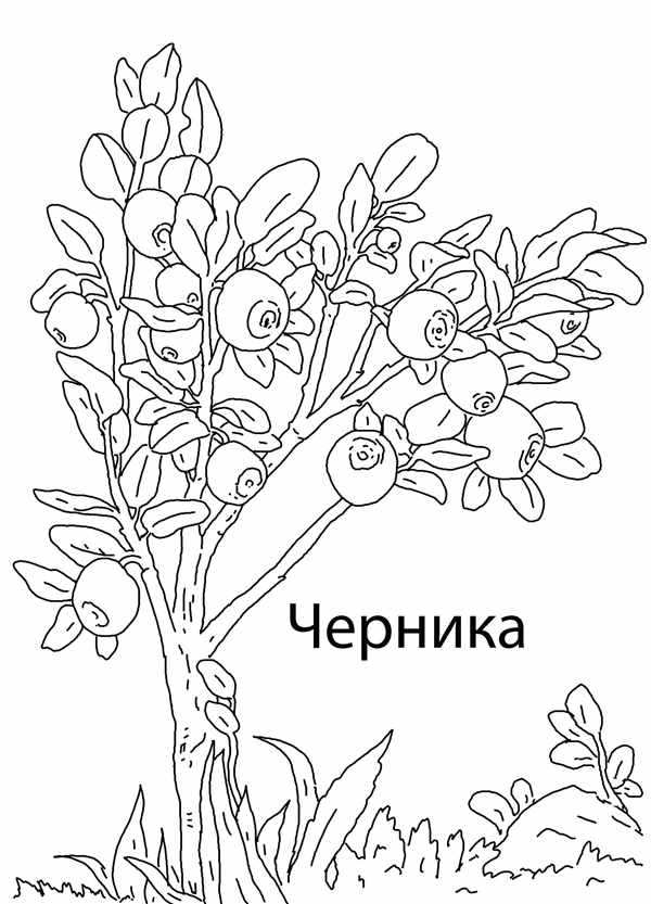 Сирень раскраска для детей