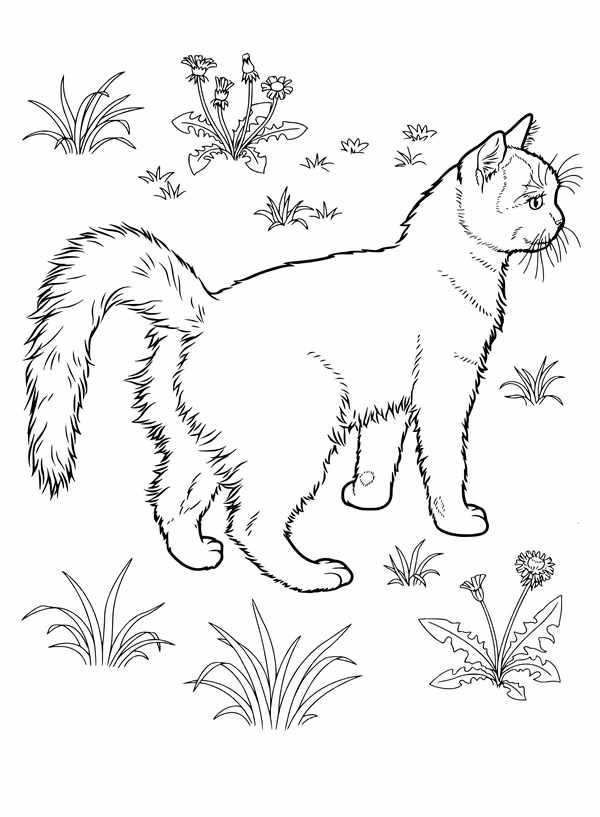 Раскраска кот