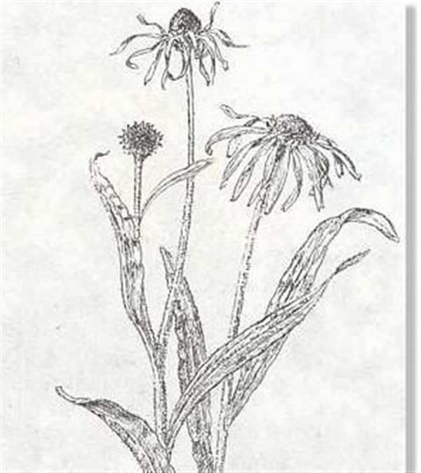 Эхинацея рисунок