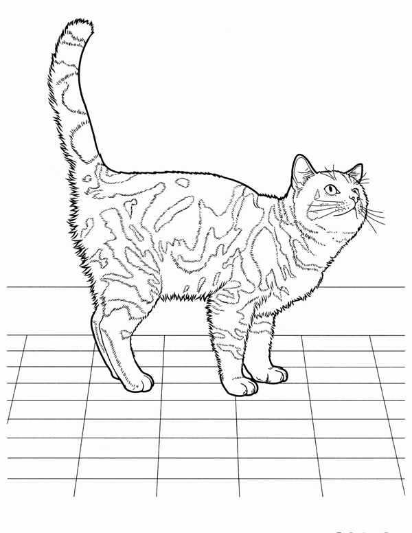 Кот спереди раскраска
