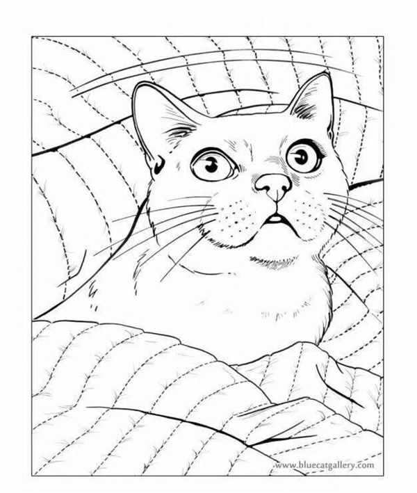 Раскраска. Котики