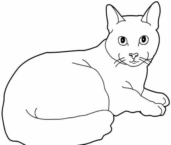 Кошки. Раскраска
