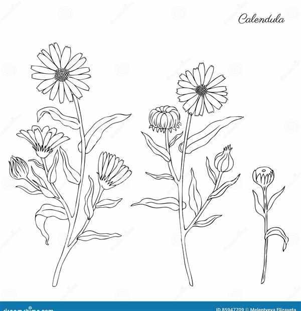 Раскраска ноготки цветы