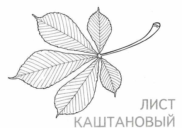 Конский каштан обыкновенный семена
