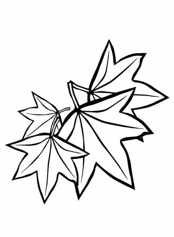 Кленовый лист рисунок