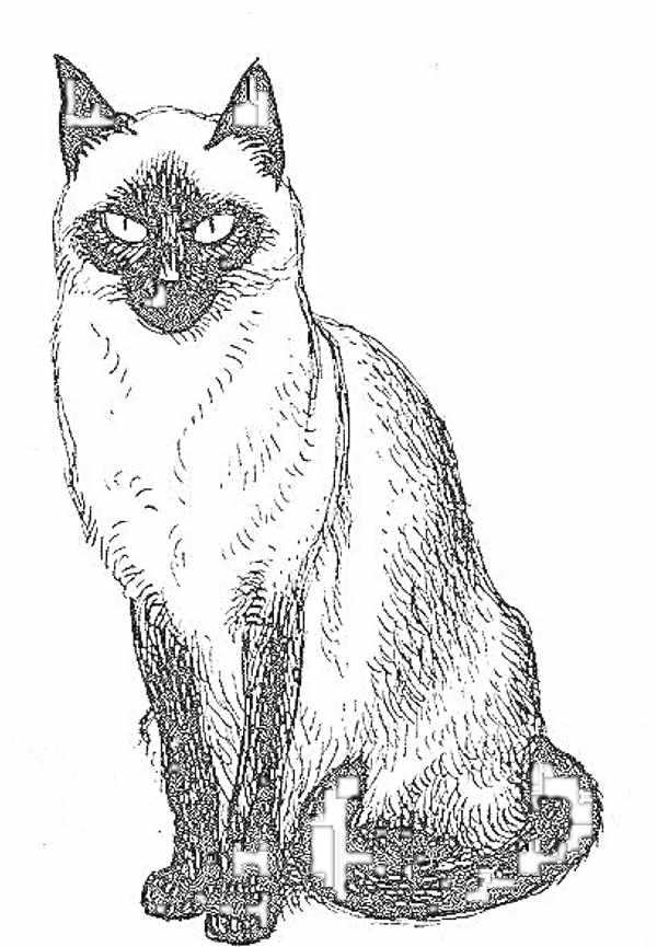 Раскраска. Котики