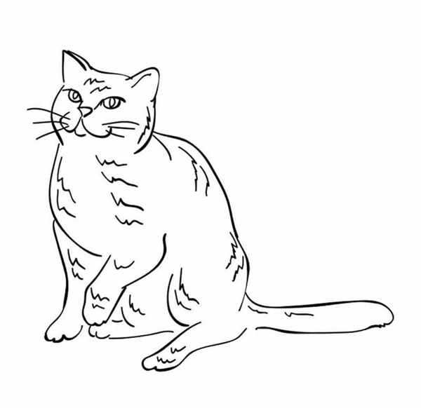 Сидячий кот рисунок