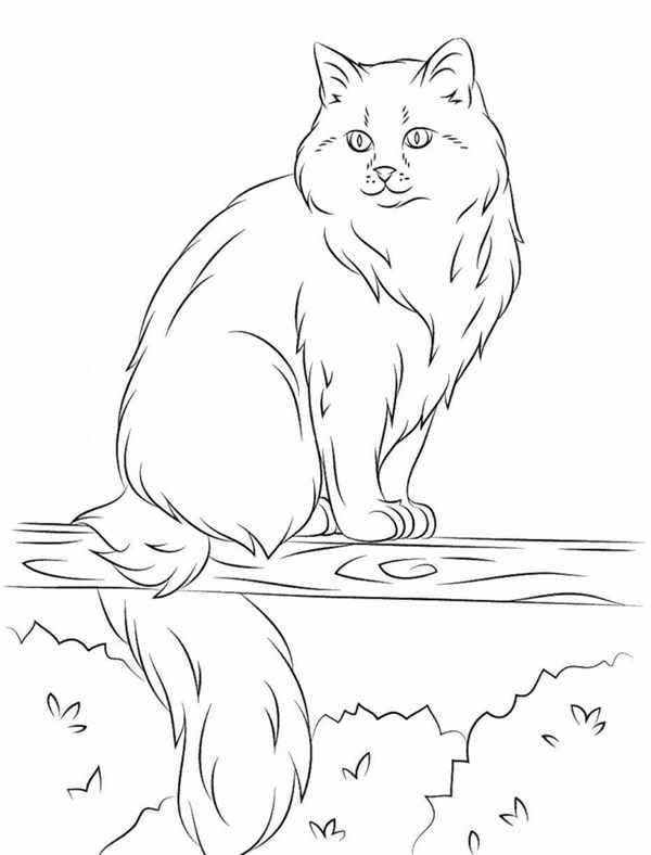 Лежачая кошка рисунок