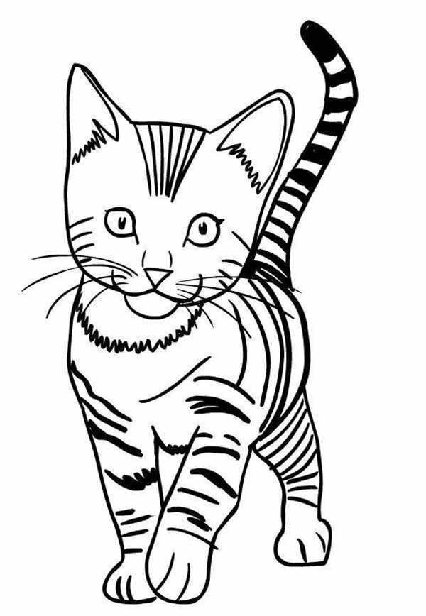 Раскраска кот