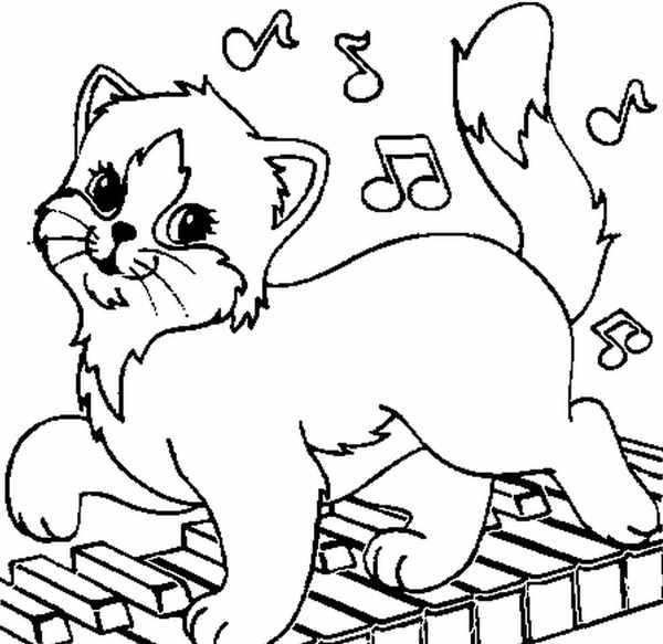 Сиамская Ориентальная кошка