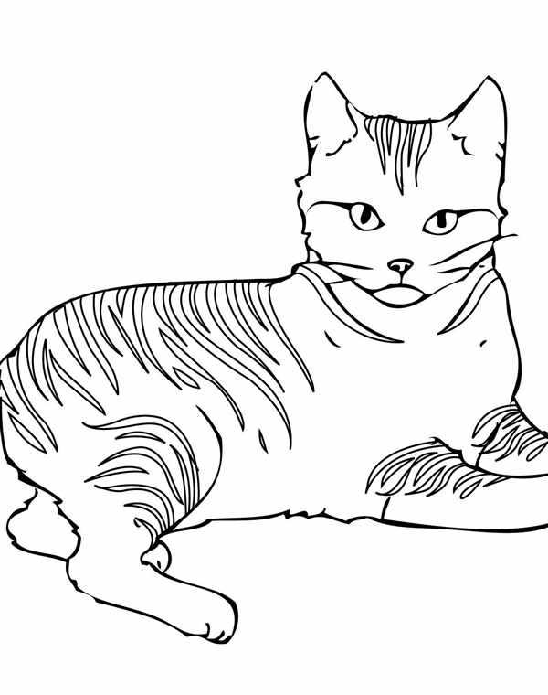 Раскраска. Котики