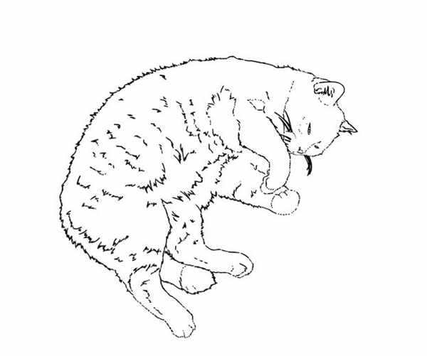 Раскраска. Котики