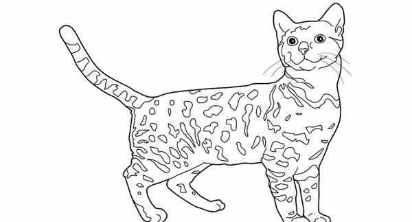 Раскраска кошечка