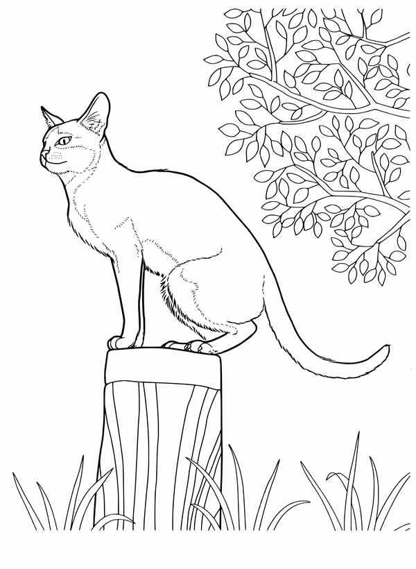 Кошка раскраска для детей
