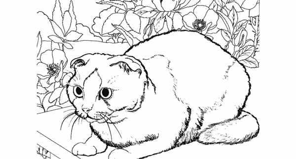 Кошки. Раскраска
