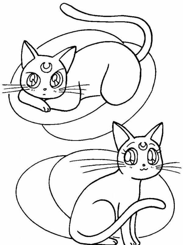 Картинки раскраски котики милые