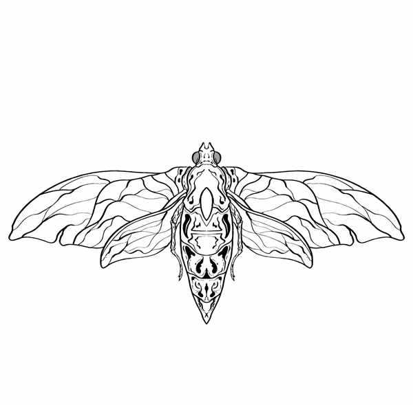 Acherontia Styx бабочка