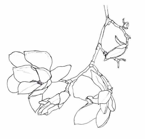 Магнолия рисунок