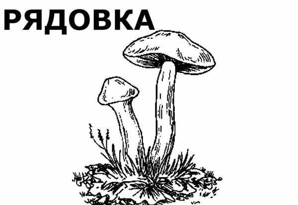 Грибы раскраска для детей