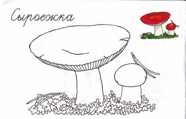Раскраска гриб масленок