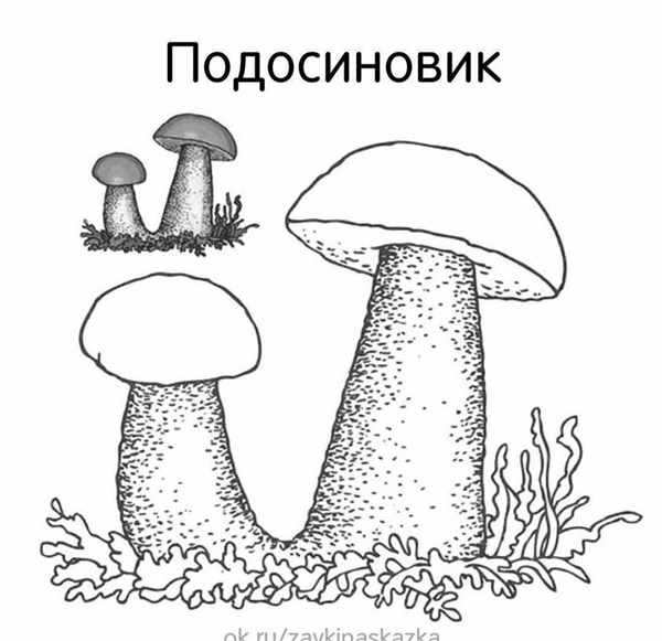 Маслята раскраска для детей