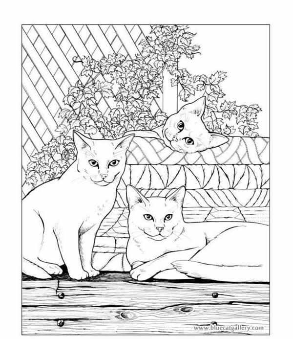 Раскраска маленькие котята