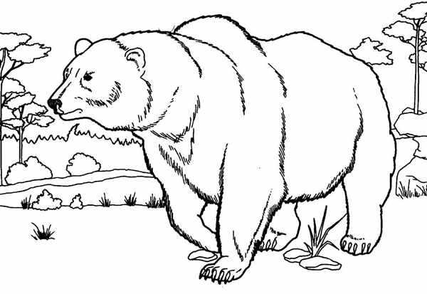 Медведь раскраска