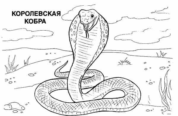 Кобра раскраска