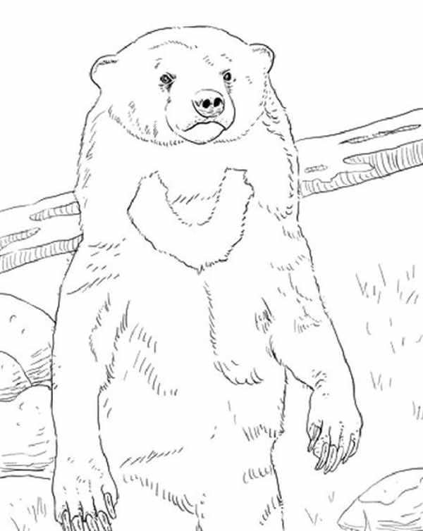 Рисунок медведя для раскрашивания