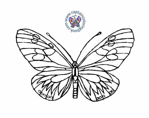 Оригинальная Раскраска Бабочки