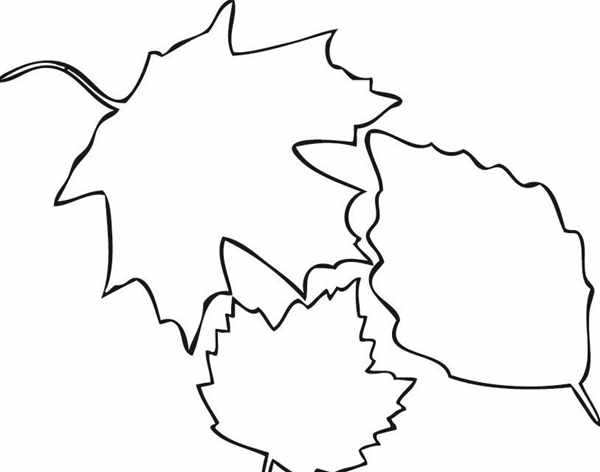 Кленовый лист рисунок
