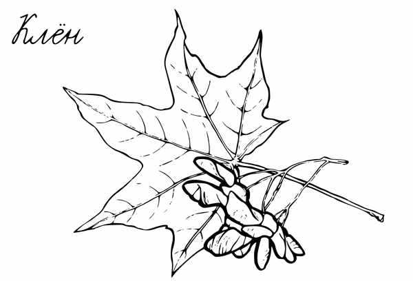 Листья рисунок