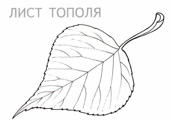 Лист осины контур