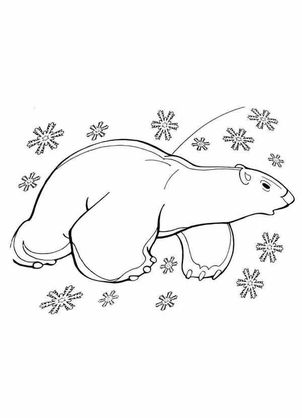 Животные севера раскраска для детей