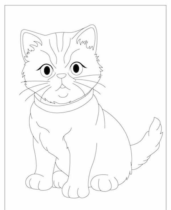 Коты Воители лайны спит