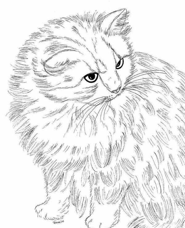 Раскраска кот Мейн кун
