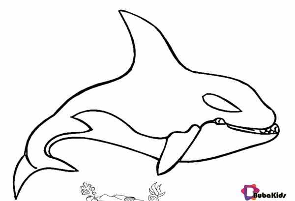 Раскраска Акула и Кит Морские Приключения в Цветах