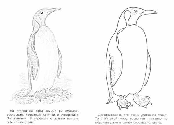 Антарктида рисунок для детей раскраска
