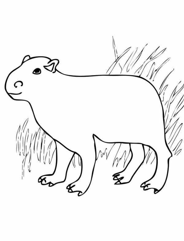 Капибара рисунок