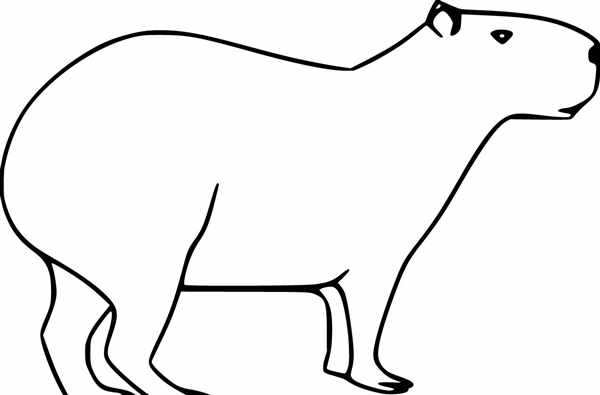 Капибары черная белая