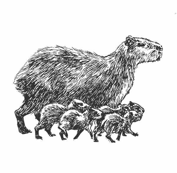 Капибара рисунок