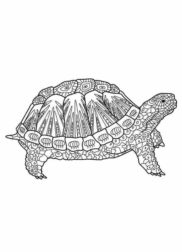 Мандала черепаха раскраска