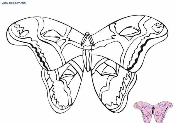 Butterfly PNG