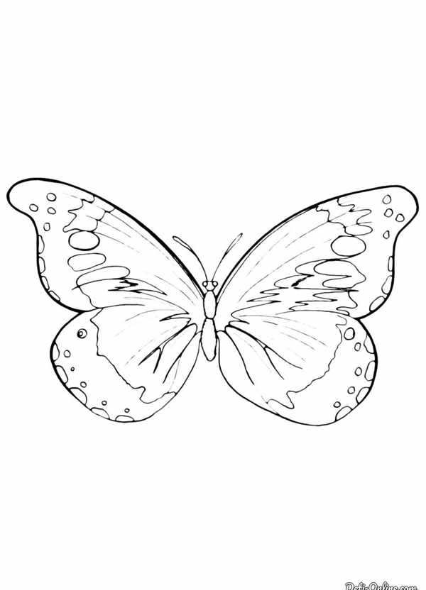 Butterfly vector PNG