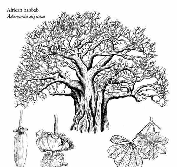 Adansonia Gregorii